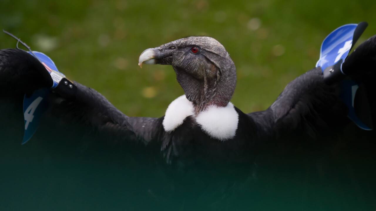 En Colombie, des condors probablement empoisonnés par des éleveurs reprennent leur envol