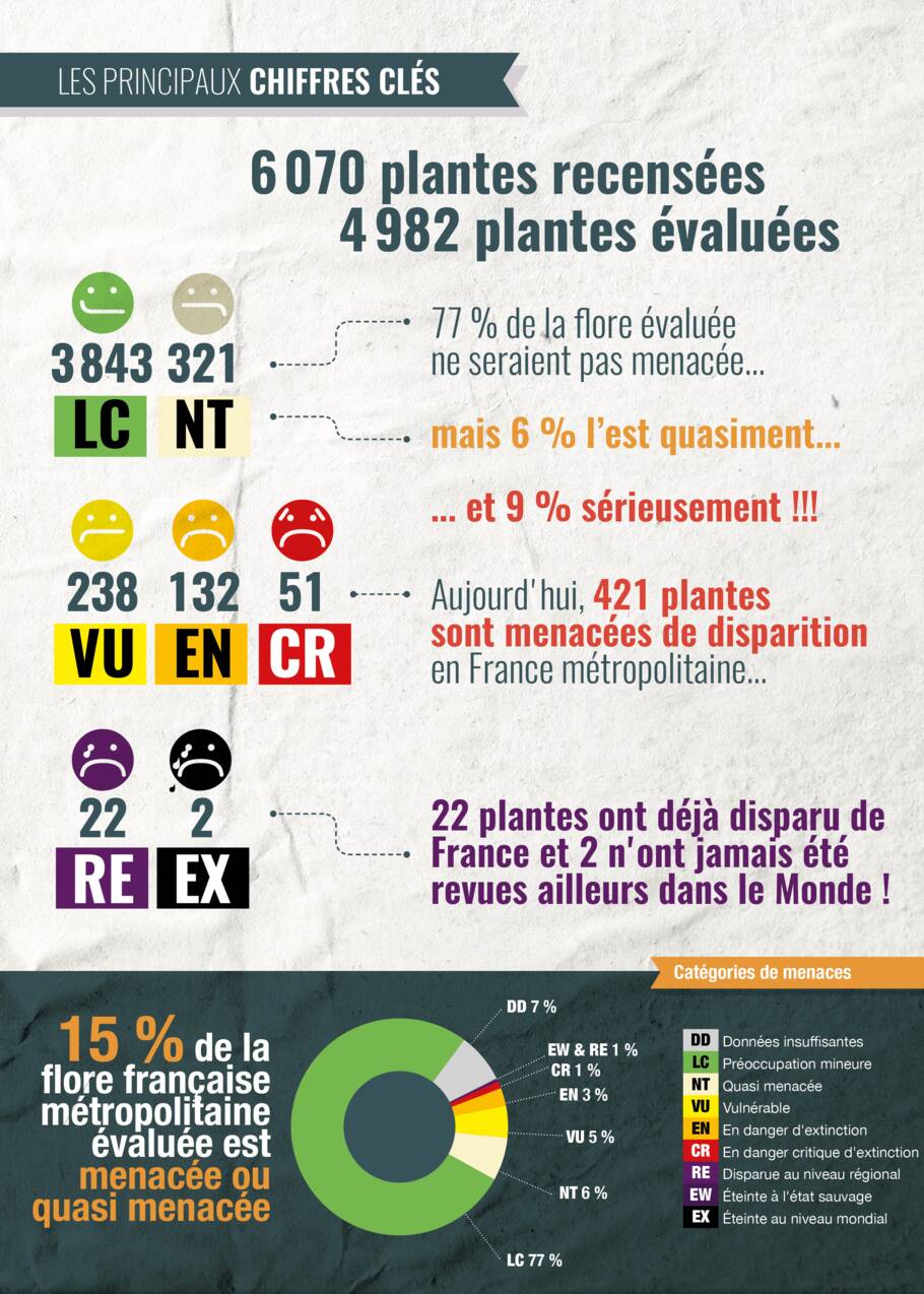 Flore : plus de 700 espèces de plantes présentent un risque de disparition en France métropolitaine