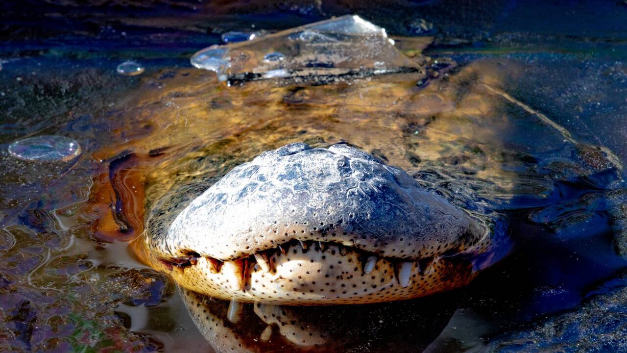 Comment les alligators survivent-ils au froid et au gel aux Etats-Unis ?