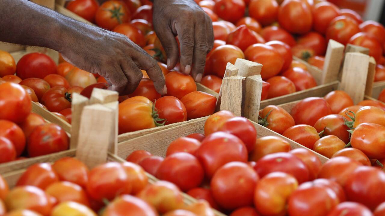 A Mayotte, des tomates contaminées par un insecticide interdit en France