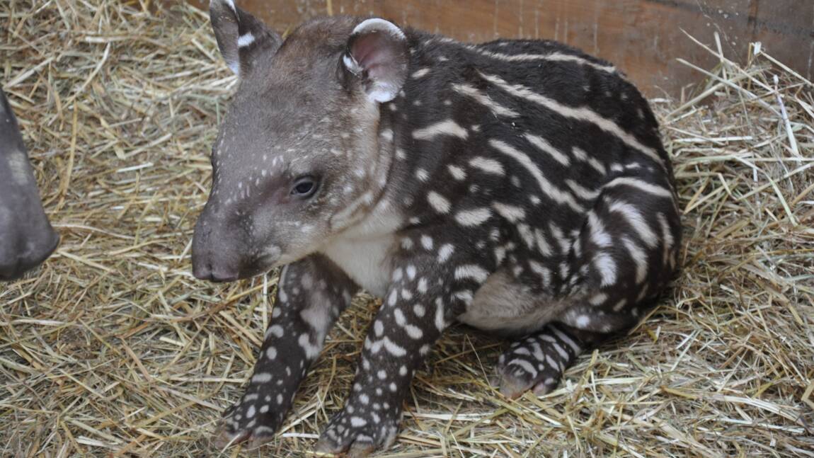 Un petit tapir est né pour la première fois à Planète Sauvage