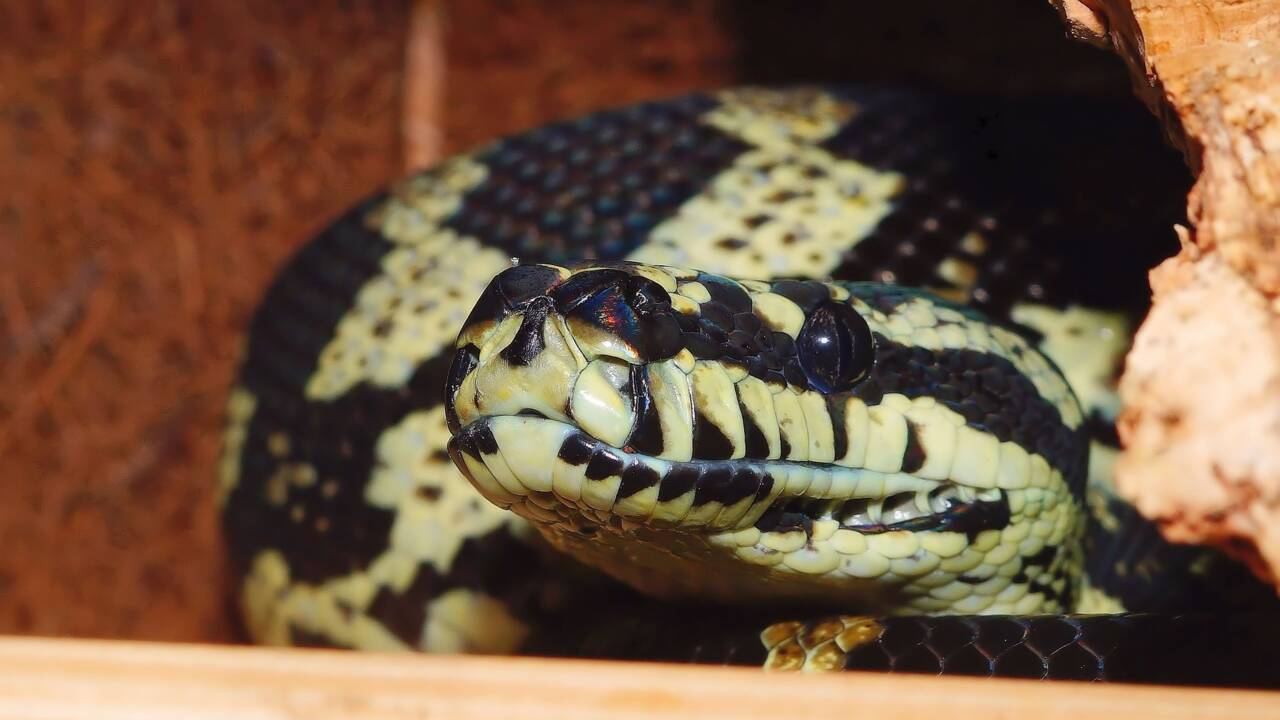 En Australie, la canicule pousse les serpents à se réfugier dans les maisons