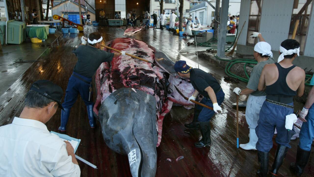 Japon: à Minamiboso, la pêche à la baleine est une raison d'être