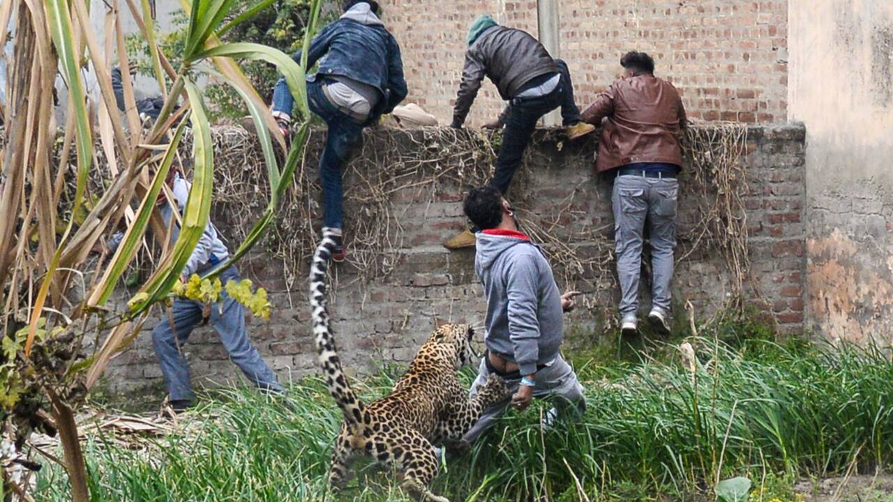 Inde: peur sur la ville, il y a un léopard dans le jardin