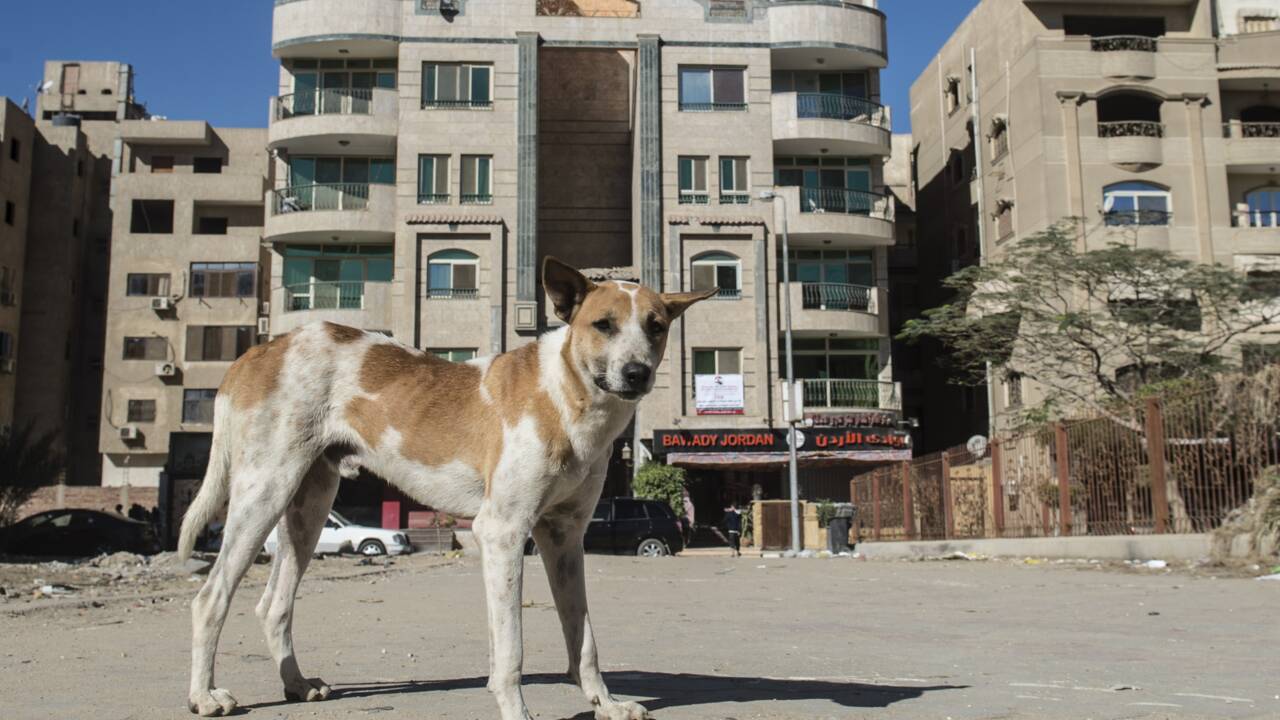 La prolifération des chiens errants, un autre défi à relever dans les rues du Caire