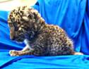 Inde: un bébé léopard retrouvé dans un bagage à main
