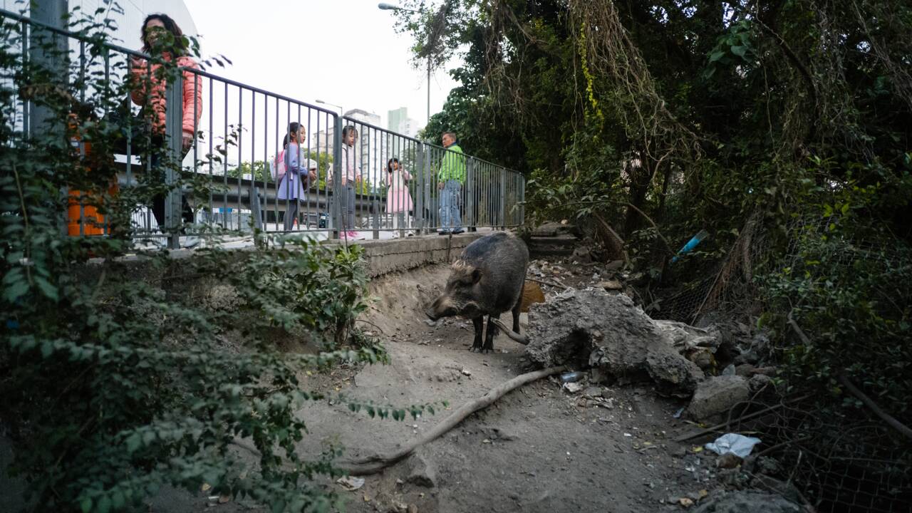 Polémique porcine: les sangliers sauvages sèment la zizanie à Hong Kong