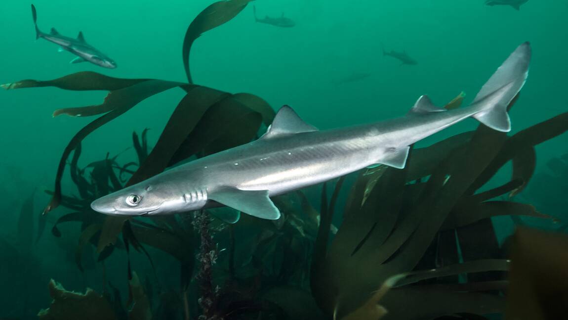 Au Royaume-Uni, des fish and chips cacheraient de la viande de requin en danger d'extinction