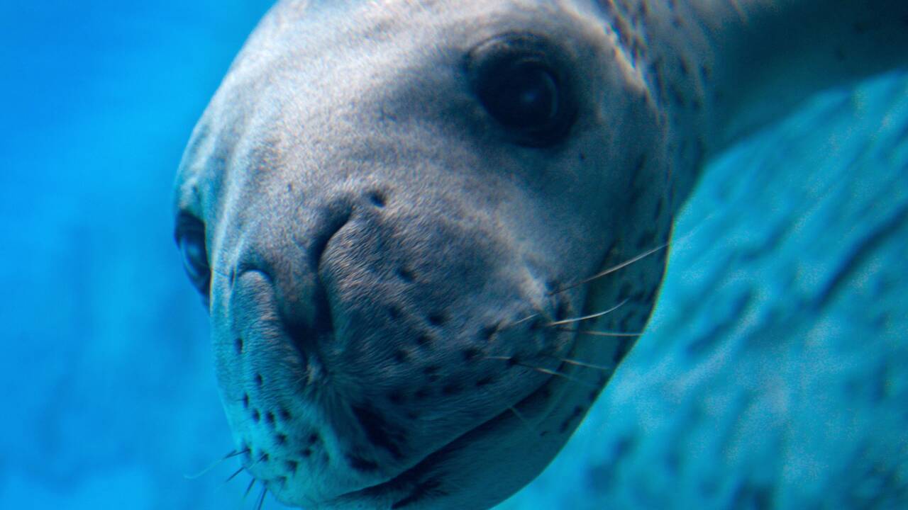Nouvelle-Zélande : des scientifiques découvrent une clé USB exploitable dans les déjections d'un léopard de mer