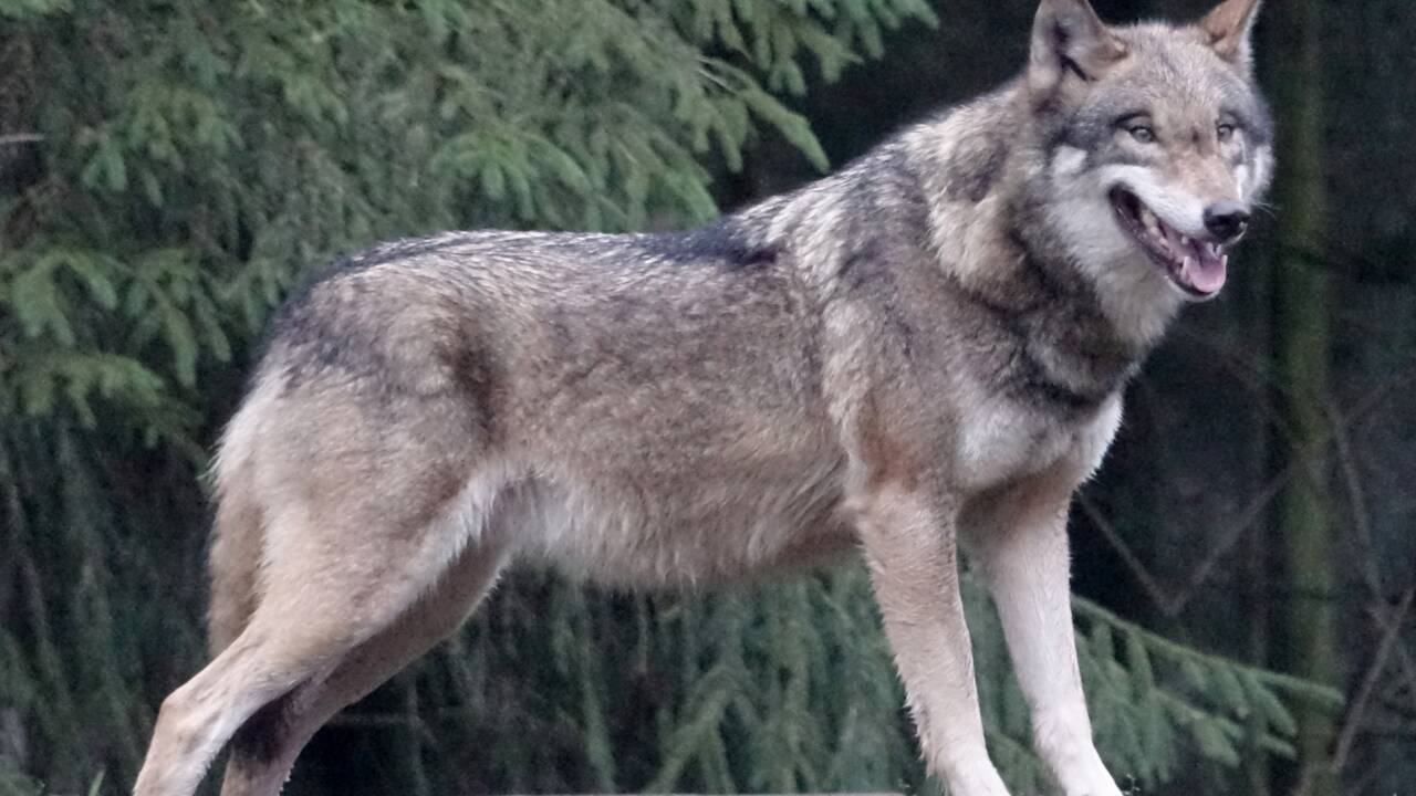 En Allemagne, la peur du loup tourne au débat politique