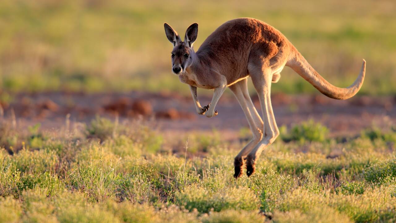 Quand le kangourou a-t-il commencé à sauter ? Un fossile éclaire le mystère