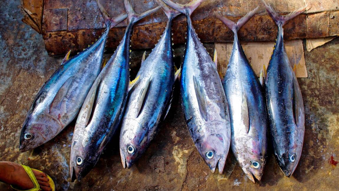 Quels produits de la mer peut-on manger sans nuire à la survie d'espèces ?