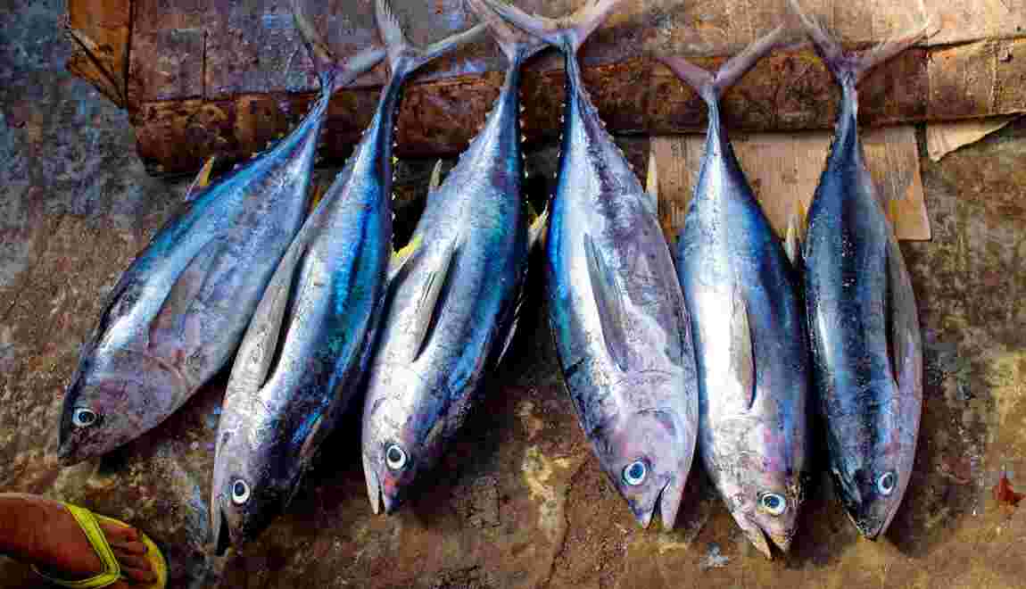 Quels produits de la mer peut-on manger sans nuire à la survie d'espèces ?