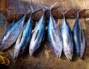 Quels produits de la mer peut-on manger sans nuire à la survie d'espèces ?