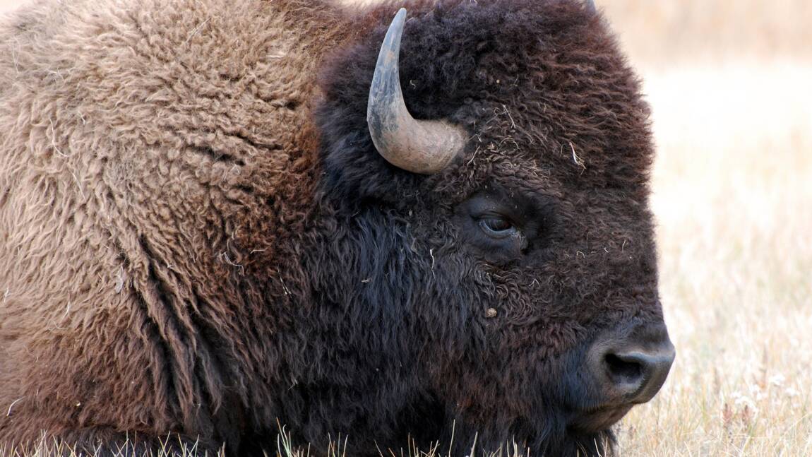 Comment les Amérindiens sauvent les bisons de l'extinction