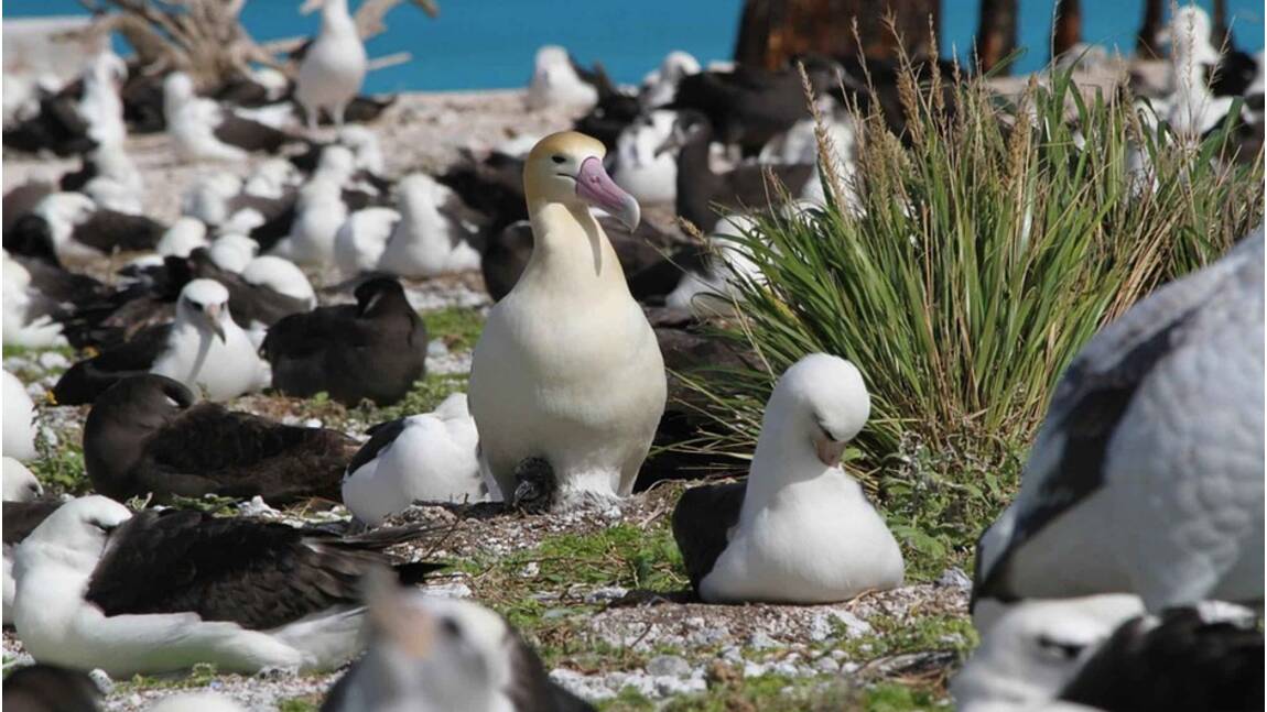 La pêche industrielle pourrait conduire à l'extinction de l'albatros