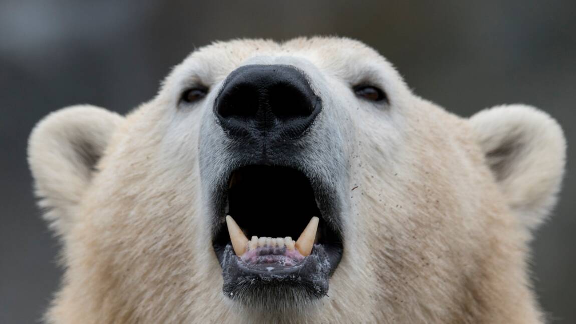 Invasion d'ours polaires agressifs dans un archipel arctique russe