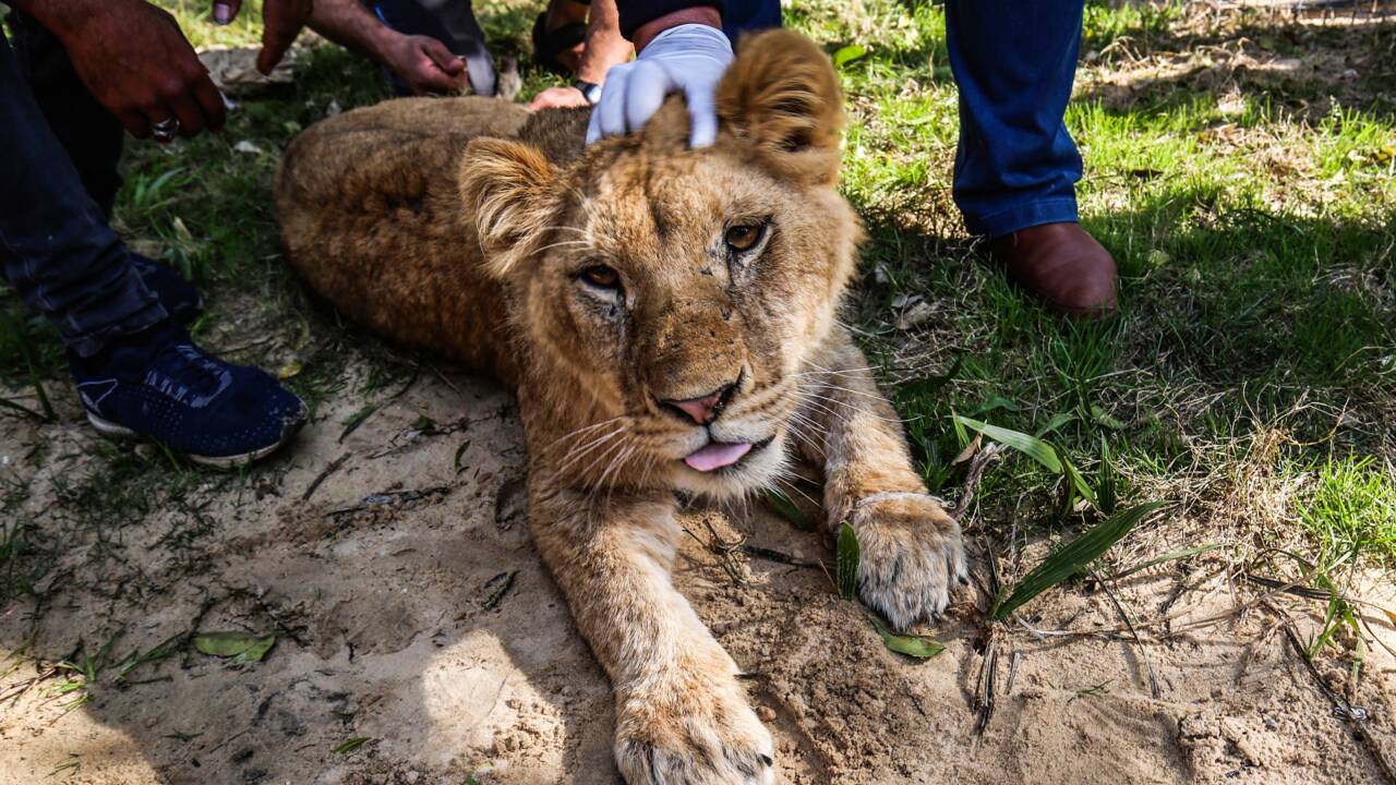 A Gaza, un zoo propose aux visiteurs de jouer avec une lionne