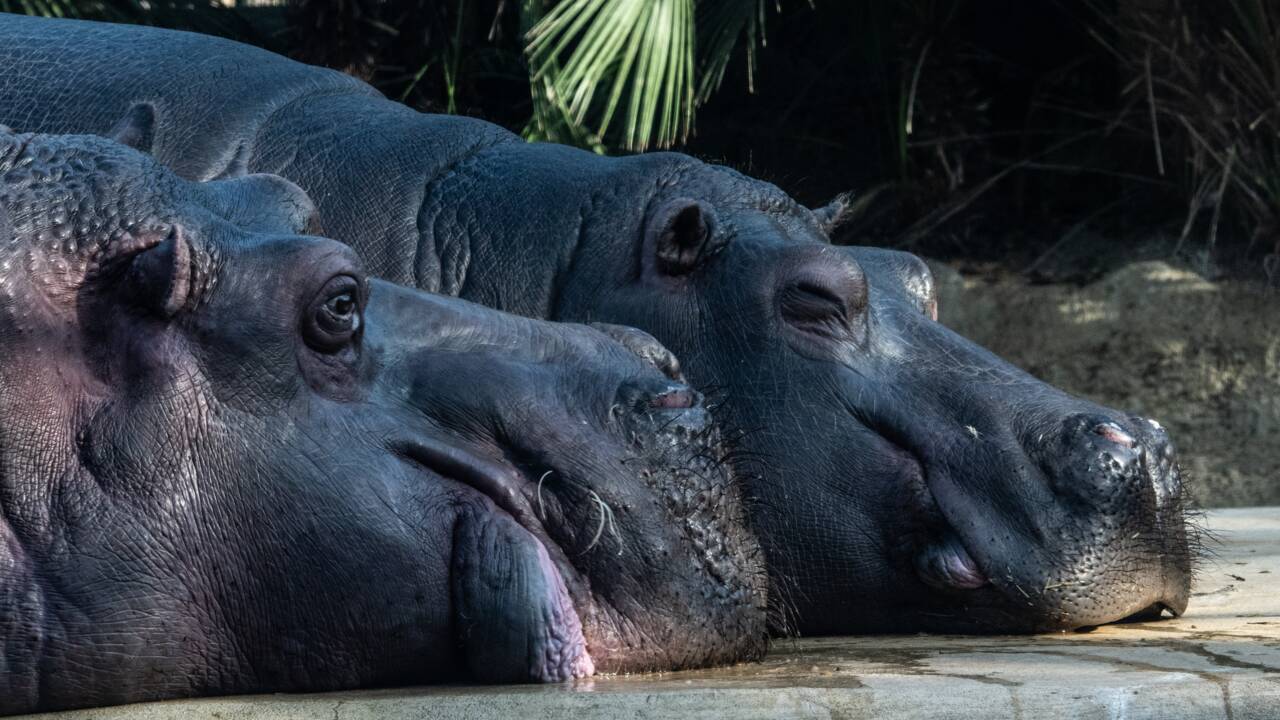 La Zambie veut abattre 2.000 hippopotames, les ONG indignées