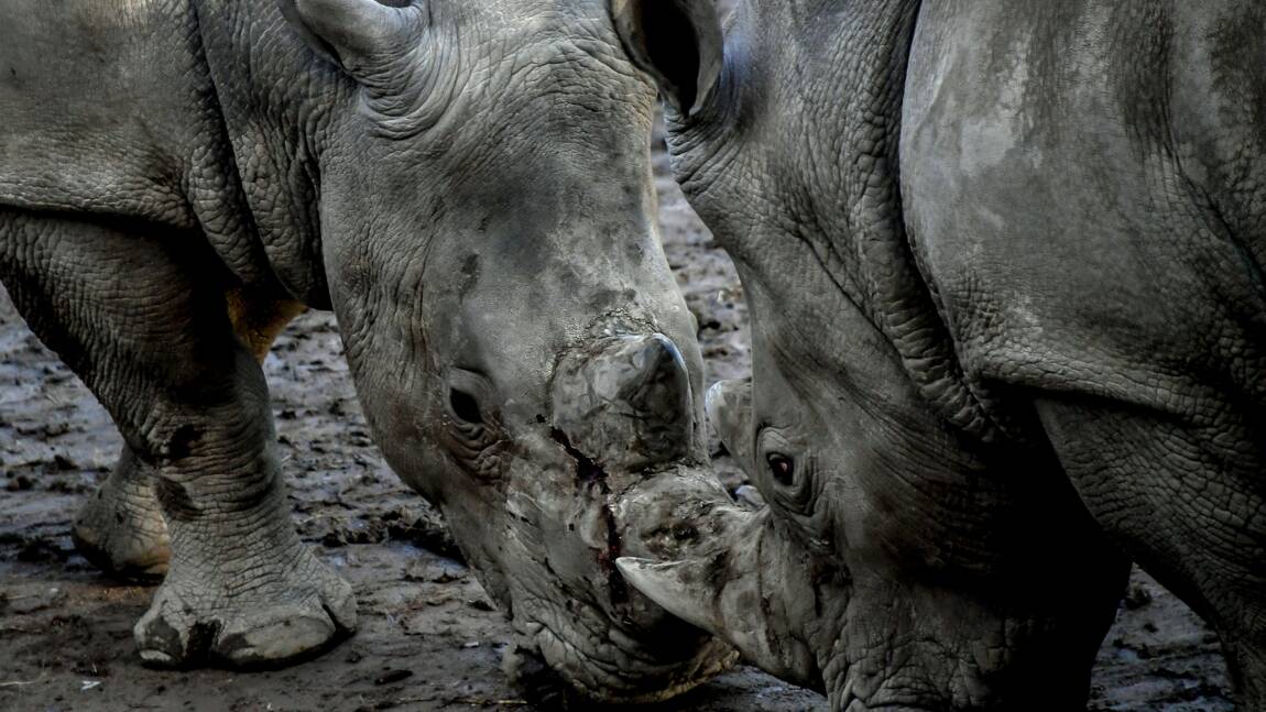Afrique du Sud: le braconnage des rhinocéros en recul l'an dernier