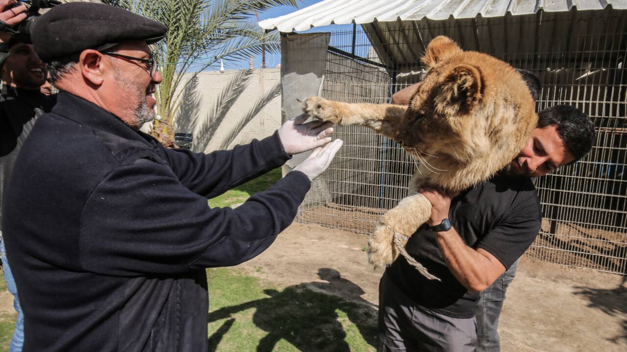 A Gaza, un zoo propose aux visiteurs de jouer avec une lionne