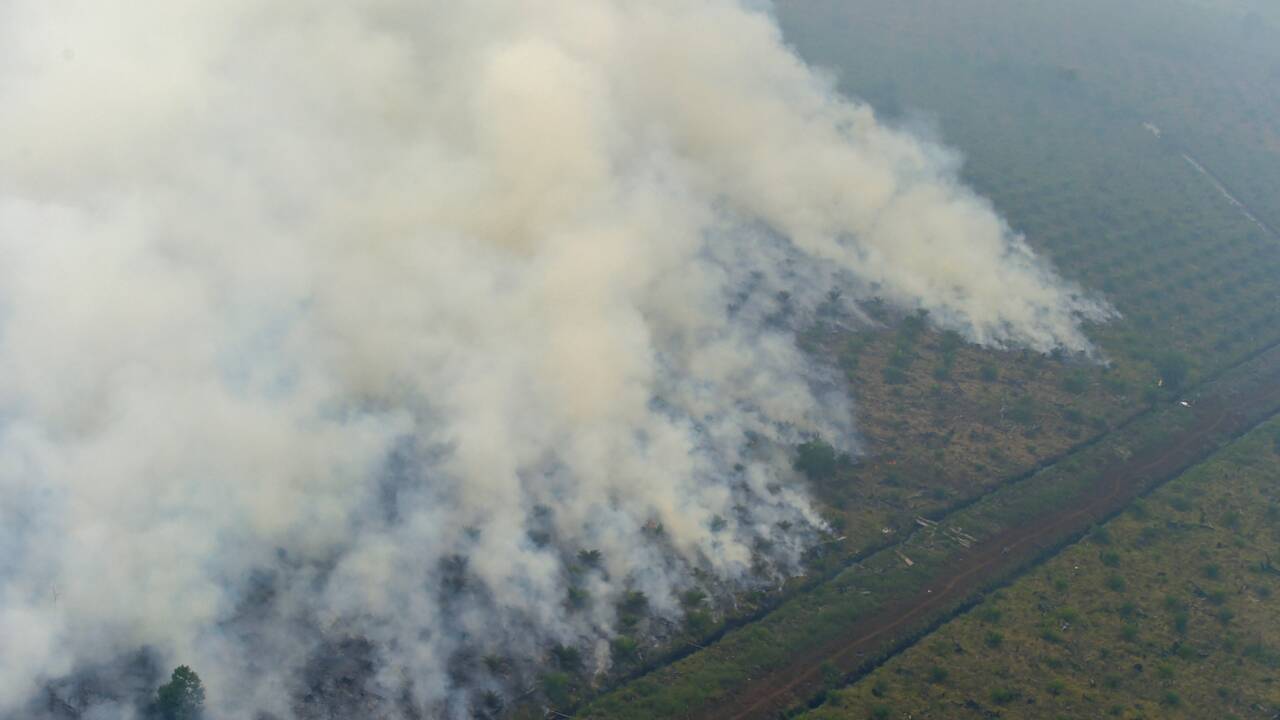 Déforestation en Indonésie: plus d'un 1,3 milliard de dollars d'amendes impayées, selon Greenpeace