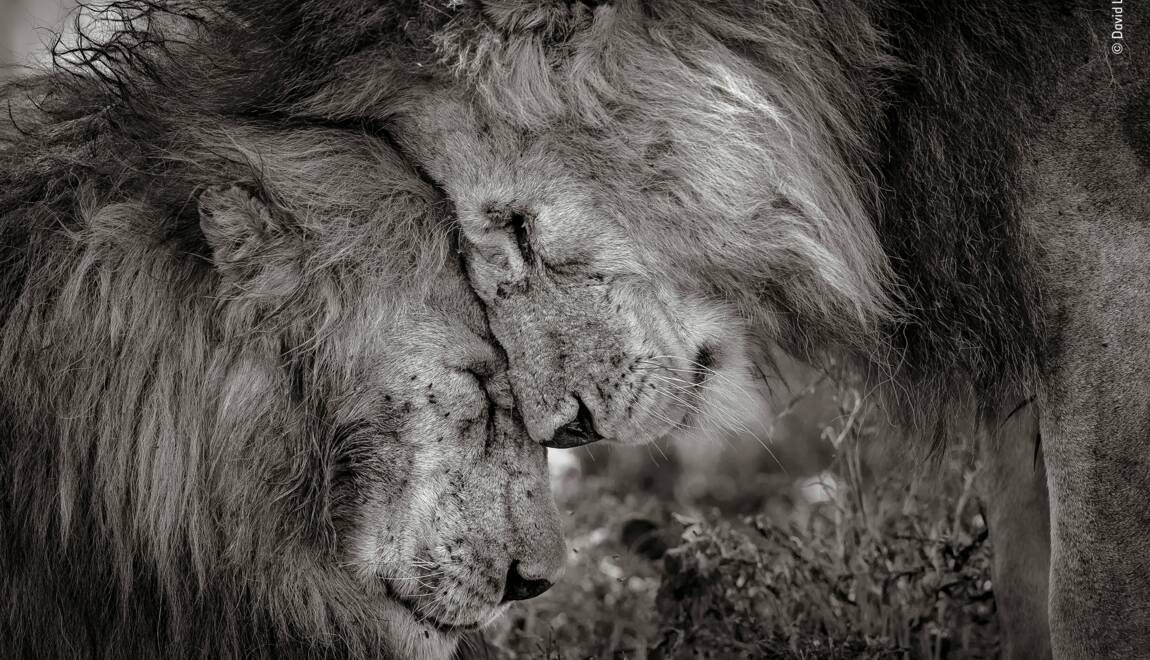 Les plus belles photos du Wildlife Le-gagnant-du-vote-du-public-du-wildlife-photographer-of-the-year-devoile