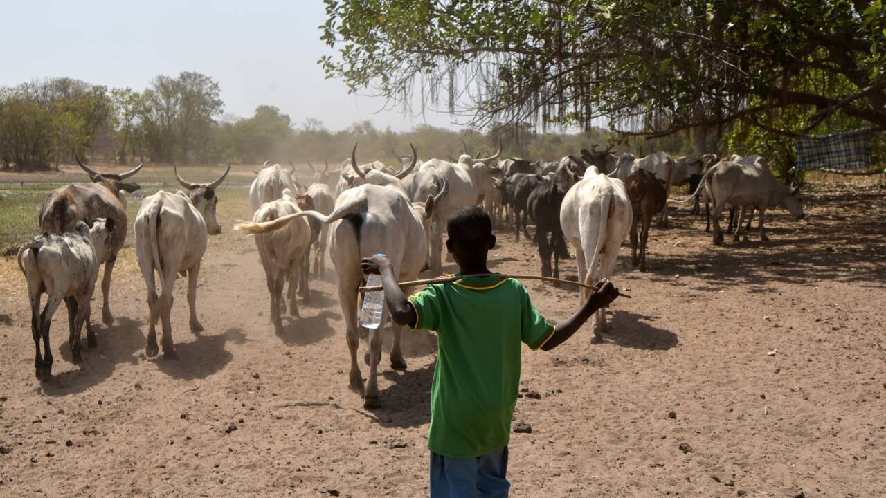Parc de la Comoé en Côte d'Ivoire: l'écologie pour réconcilier paysans et éleveurs