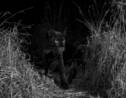 Léopard noir au Kenya : des photos rares, mais pas inédites