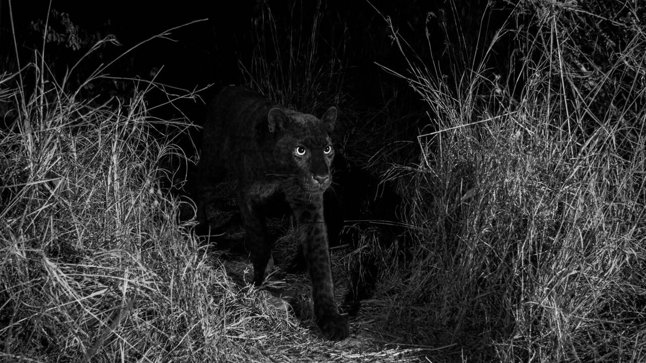 Léopard noir au Kenya : des photos rares, mais pas inédites