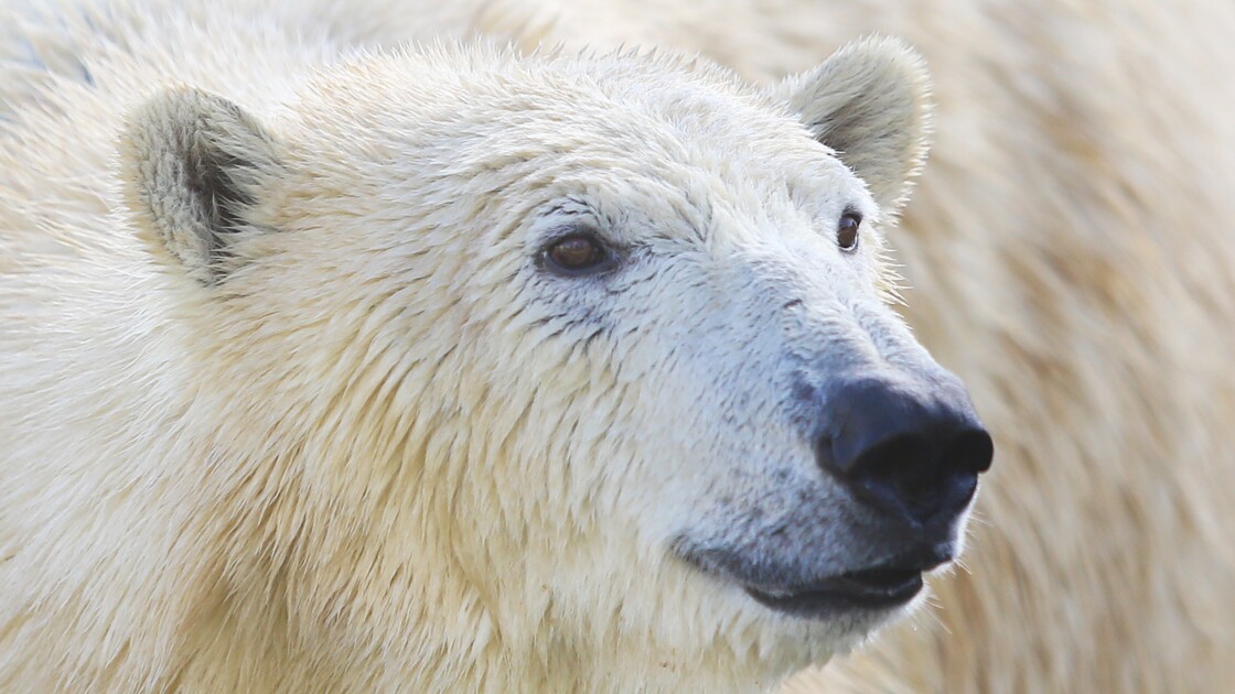 Russie: un ours blanc peinturluré alarme les scientifiques