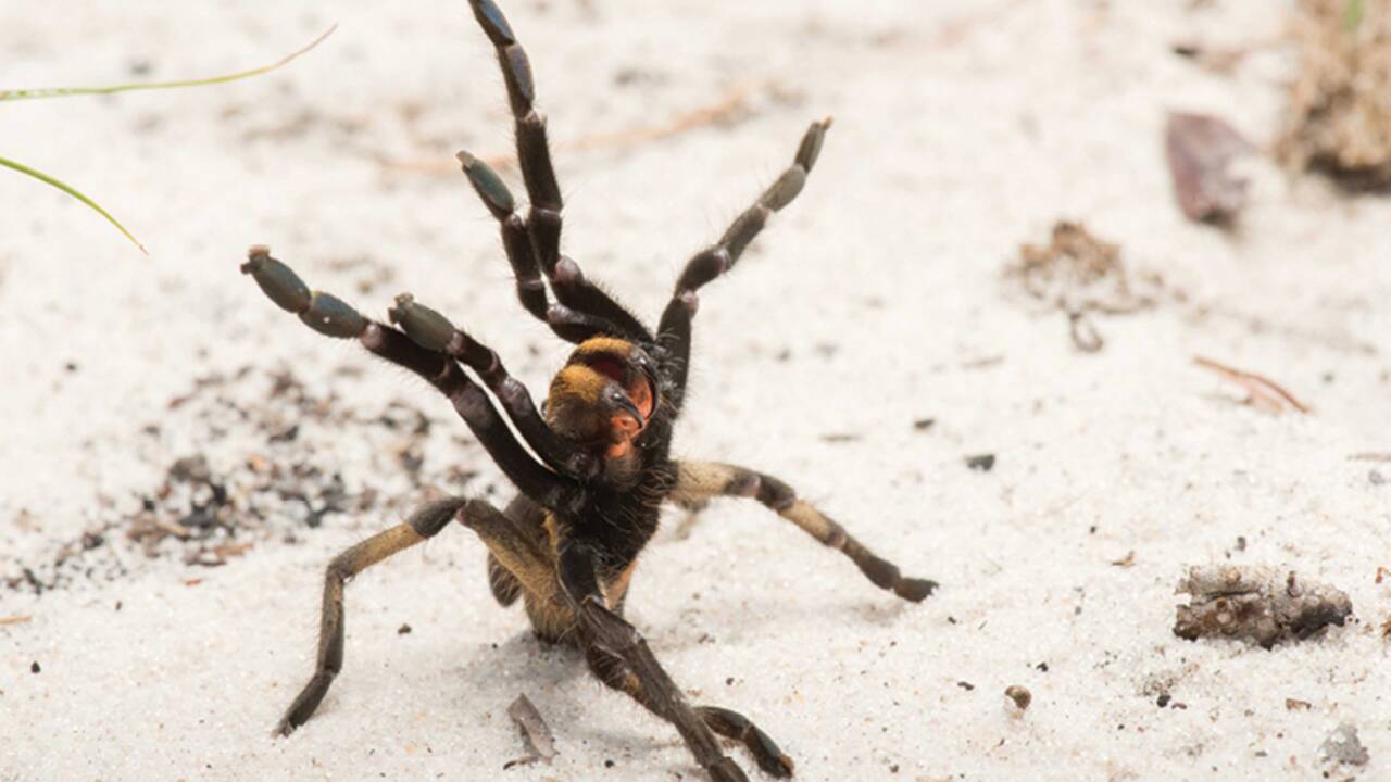 Une nouvelle espèce de mygale avec une étrange corne découverte en Angola