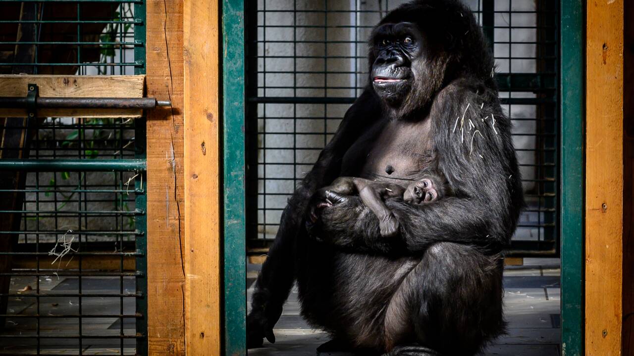 Un bébé gorille fait la joie d'un parc zoologique de la Loire