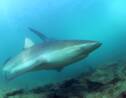 Avec l'hiver s'ouvre la saison des requins sur les rivages d'Israël