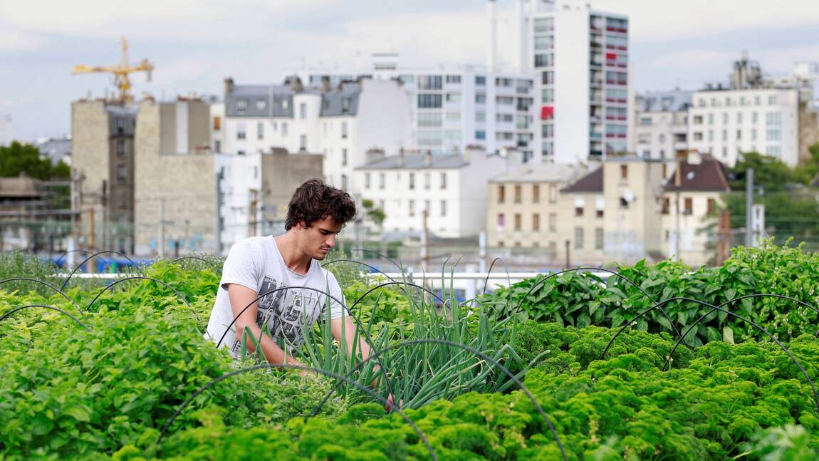 Les agricultures urbaines en quête de durabilité et de rentabilité