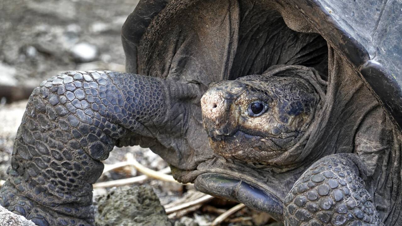 Un espoir de sauver une espèce de tortue des Galapagos déclarée éteinte
