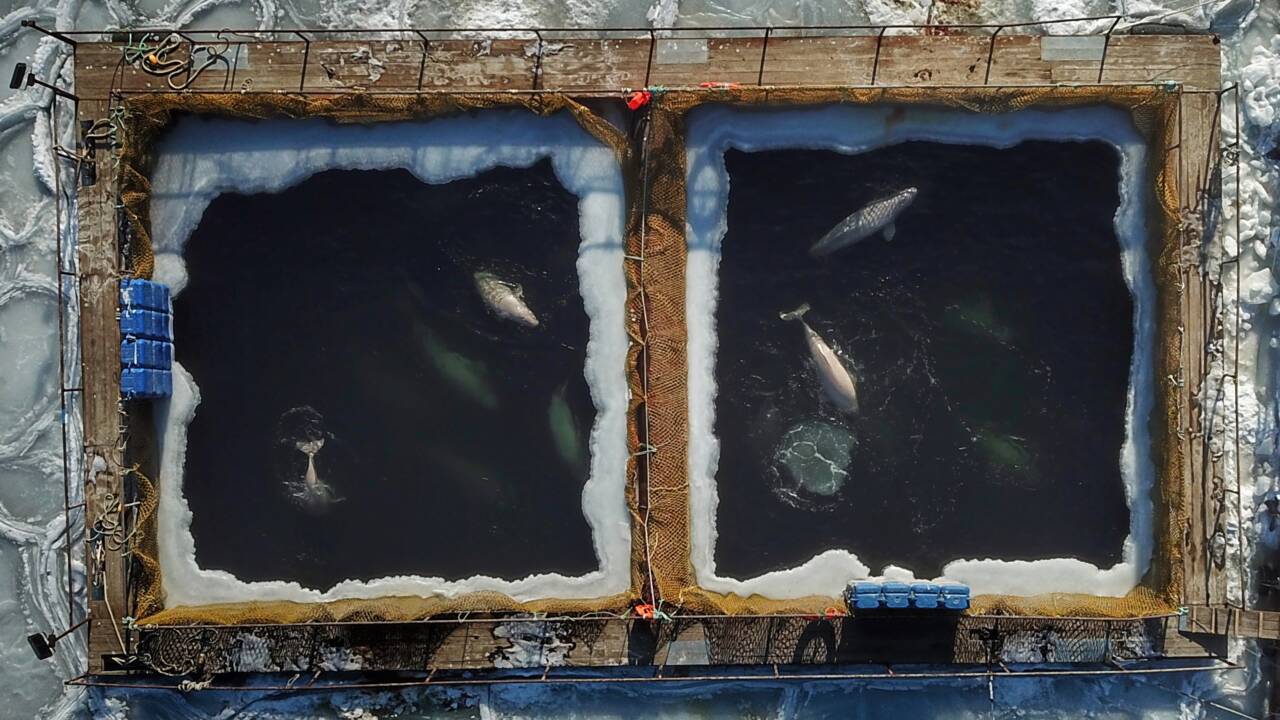 Russie : libération des derniers orques entassées dans des bassins