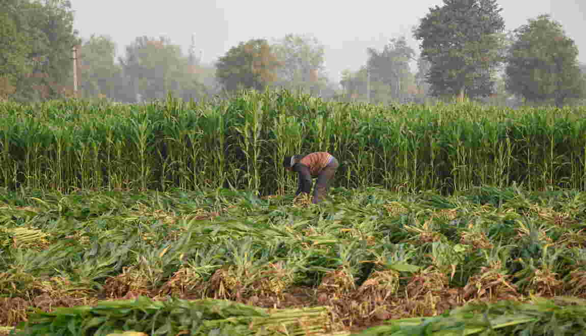 La diminution de la biodiversité pourrait entrainer une pénurie alimentaire