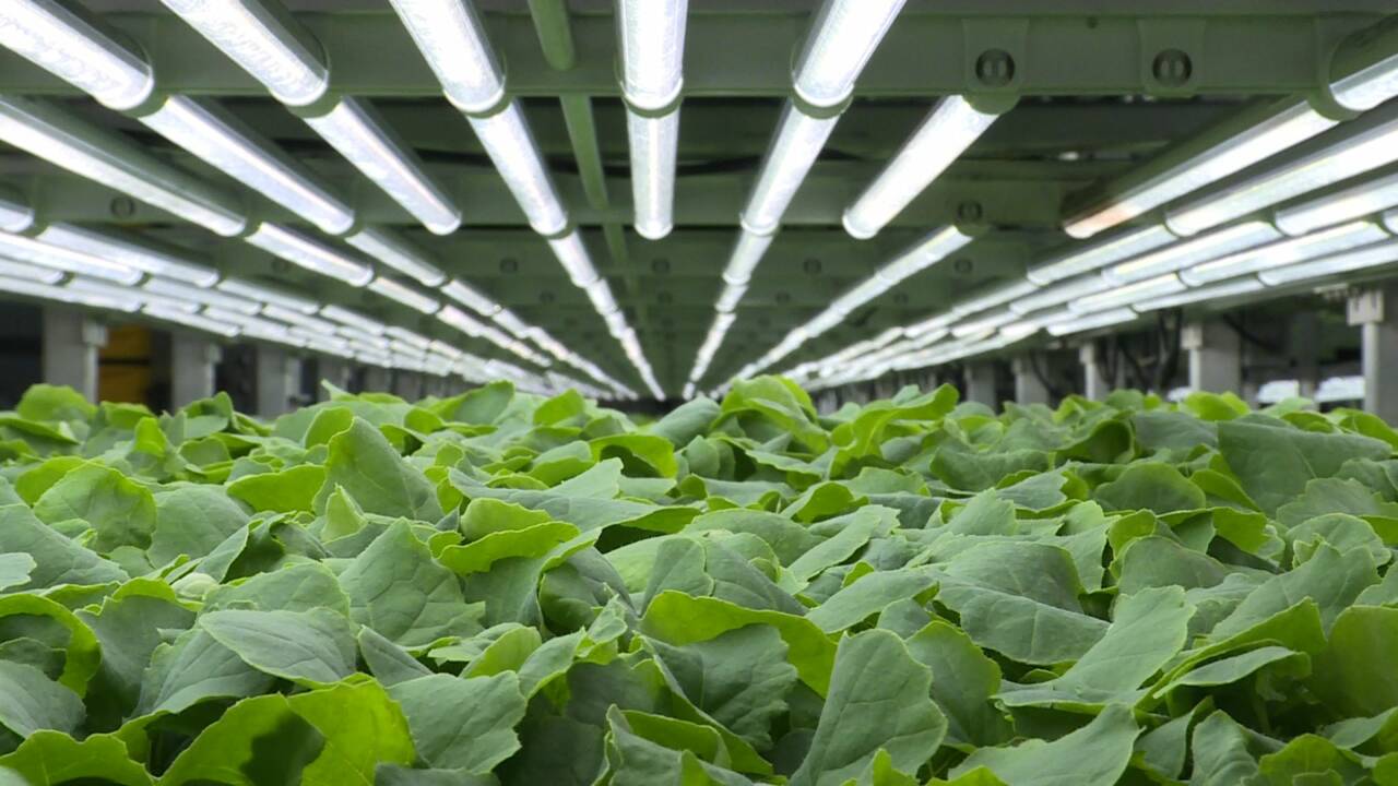 A New York, on fait pousser des salades high-tech dans des fermes verticales