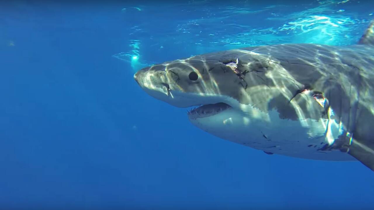 Le génome des grands requins blancs révèle le secret de leurs "superpouvoirs"