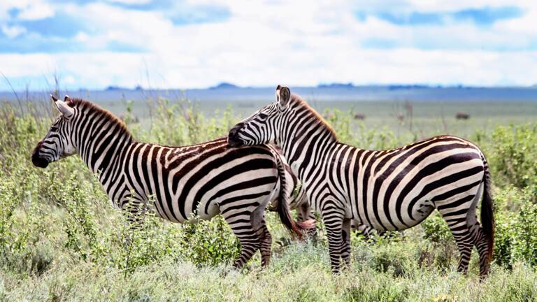 Un Photographe Immortalise Un Rarissime Zebre A Pois Blancs Au Kenya Geo Fr