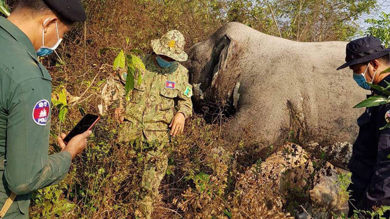 Cambodge: un éléphant retrouvé mort, la queue et les défenses coupées