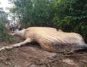 Une baleine à bosse retrouvée échouée dans la forêt amazonienne intrigue des biologistes