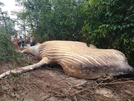 Une baleine à bosse s'échoue au milieu de la jungle amazonienne