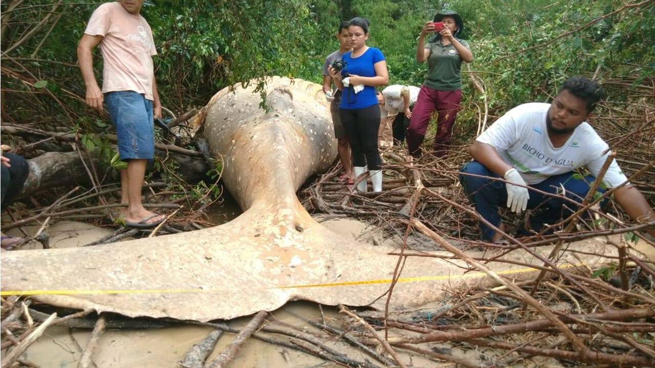 Une baleine à bosse retrouvée échouée dans la forêt amazonienne intrigue des biologistes