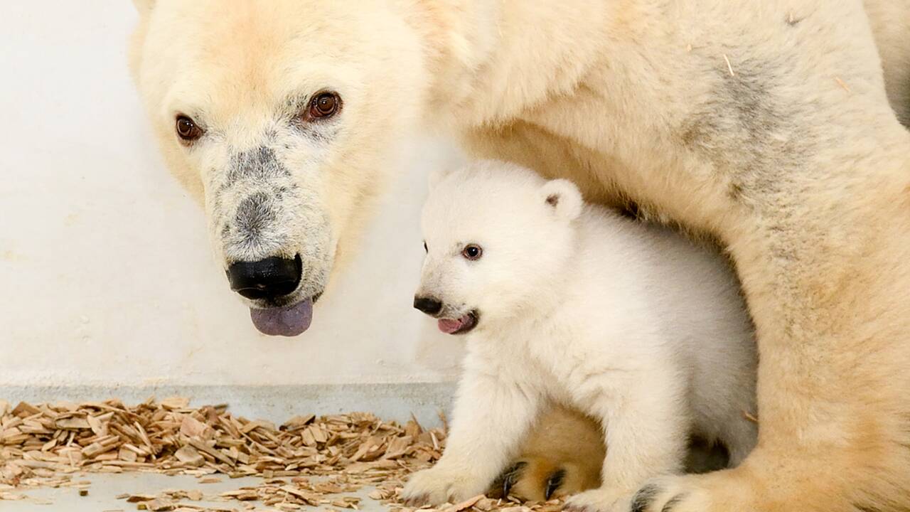 Le zoo de Berlin dévoile son petit ours polaire dans de nouvelles images