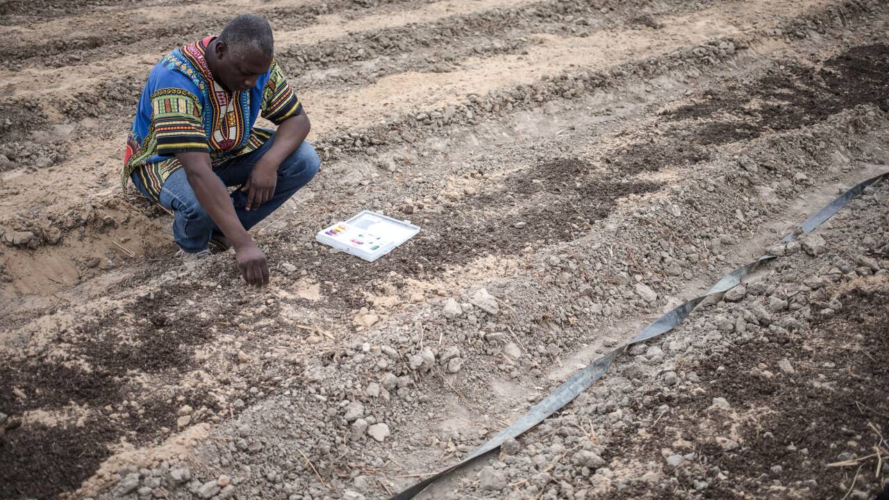 Centrafrique: l'agriculteur écolo et les "soldats de la terre"