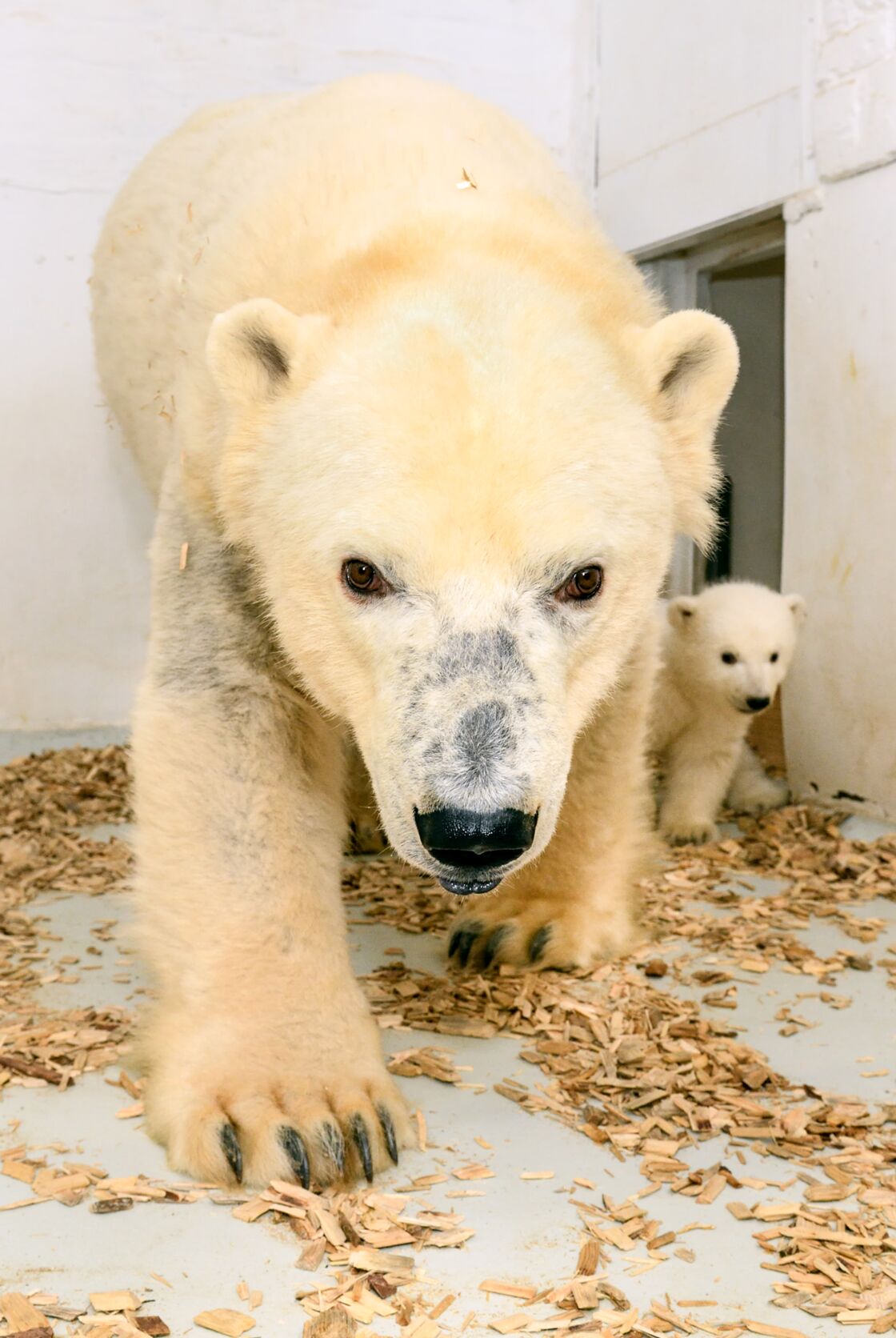 Le Zoo De Berlin Devoile Son Petit Ours Polaire Dans De Nouvelles Images Geo Fr