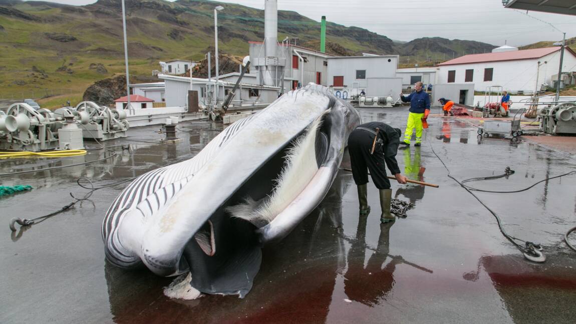 L'Islande augmente ses quotas de chasse à la baleine : un coup de bluff ?