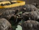 En Equateur, 155 tortues géantes repeuplent une île des Galápagos